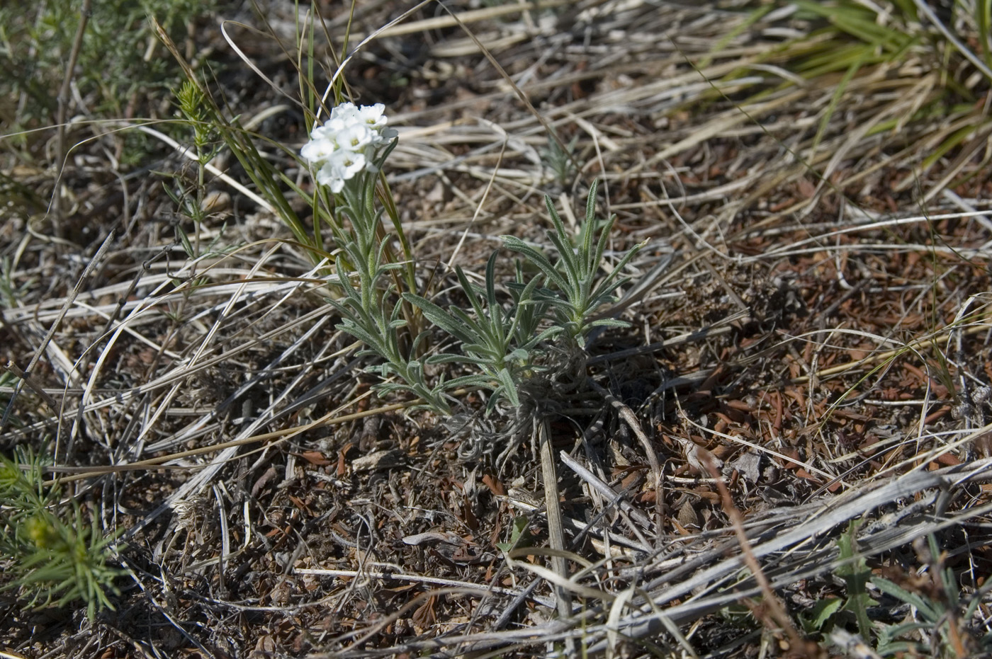 Image of Ptilotrichum tenuifolium specimen.