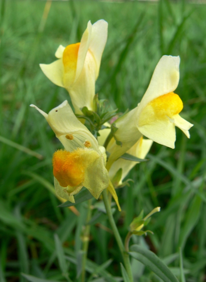 Image of Linaria vulgaris specimen.