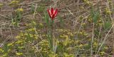 Tulipa berkariensis