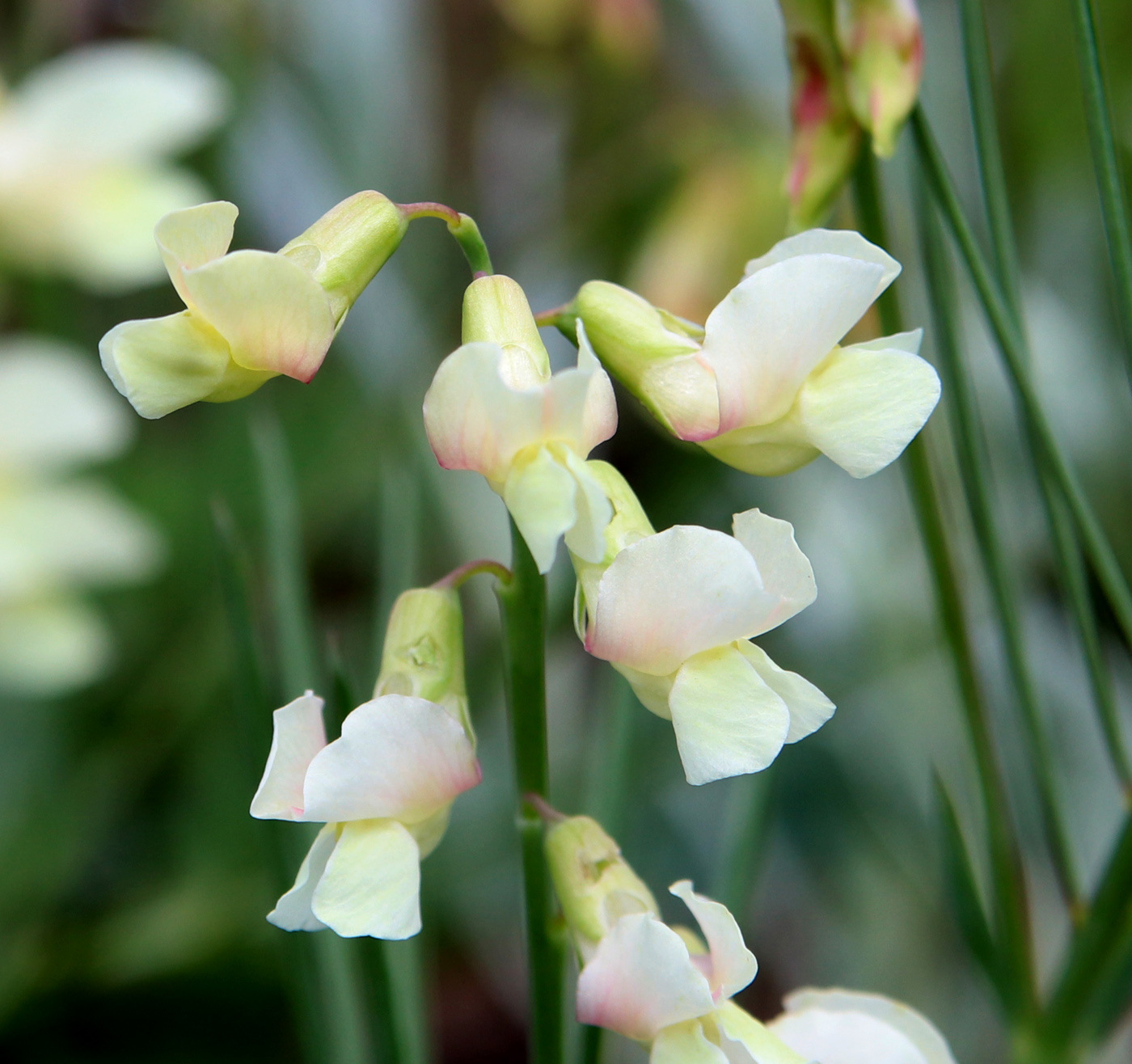 Image of Lathyrus lacteus specimen.