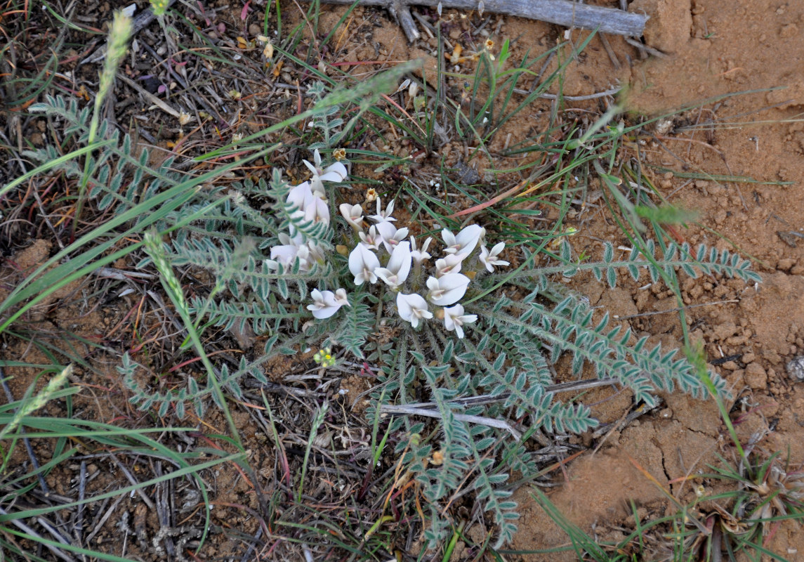 Image of Astragalus dolichophyllus specimen.