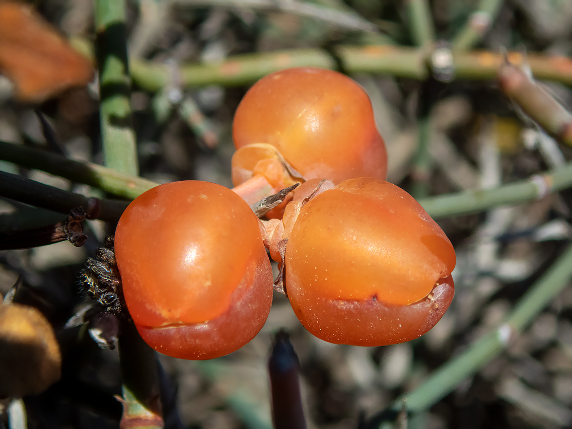 Image of Ephedra foeminea specimen.