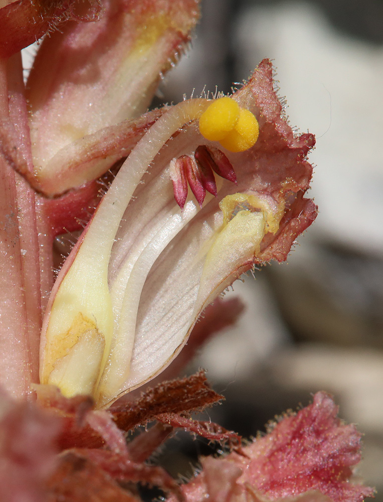 Image of Orobanche kurdica specimen.