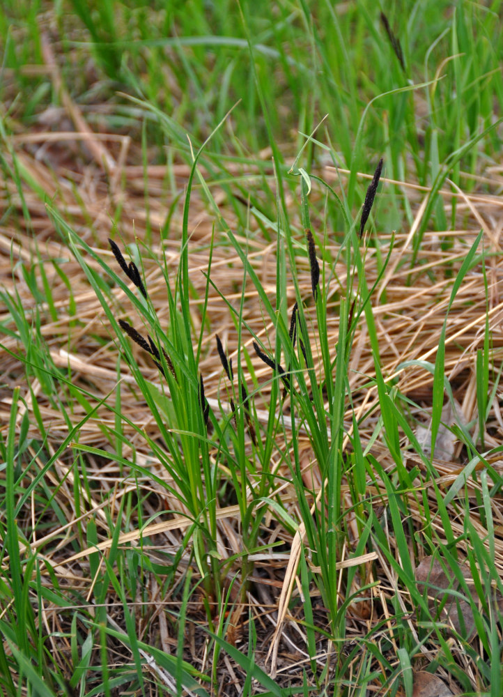 Image of genus Carex specimen.