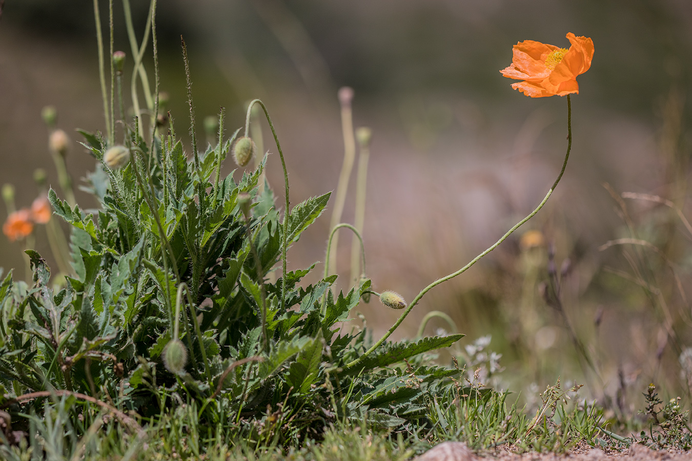 Image of Papaver oreophilum specimen.