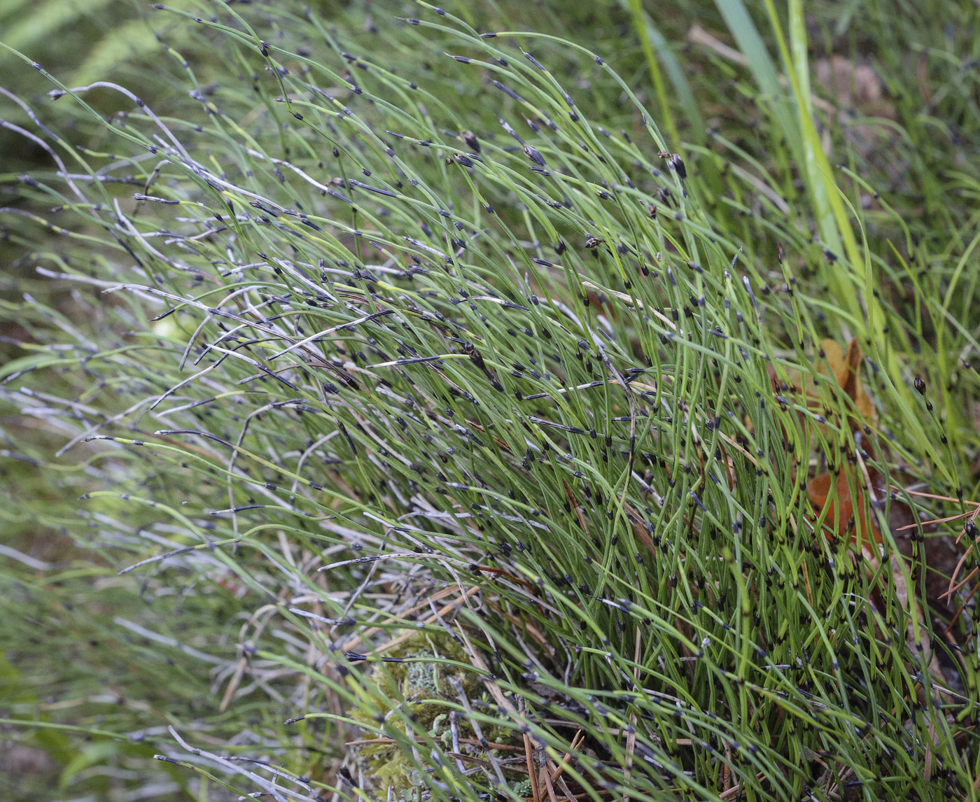 Image of Equisetum scirpoides specimen.