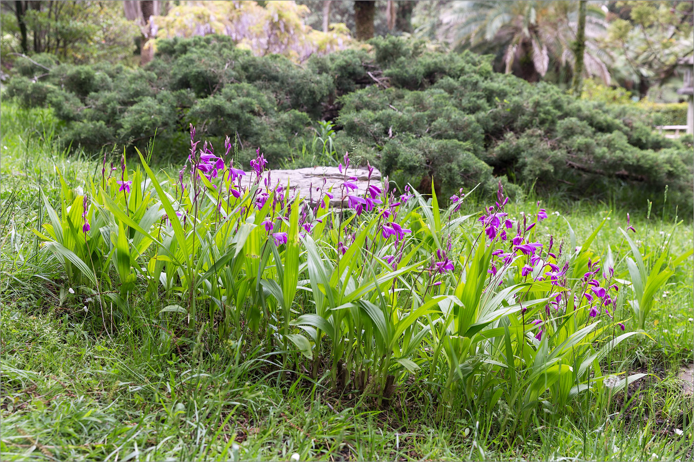 Image of genus Bletilla specimen.