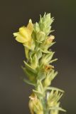 Linaria genistifolia. Верхушка цветущего растения. Крым, окр. Орджоникидзе, мыс Киик-Атлама, крупногалечниковый берег моря. 9 августа 2021 г.