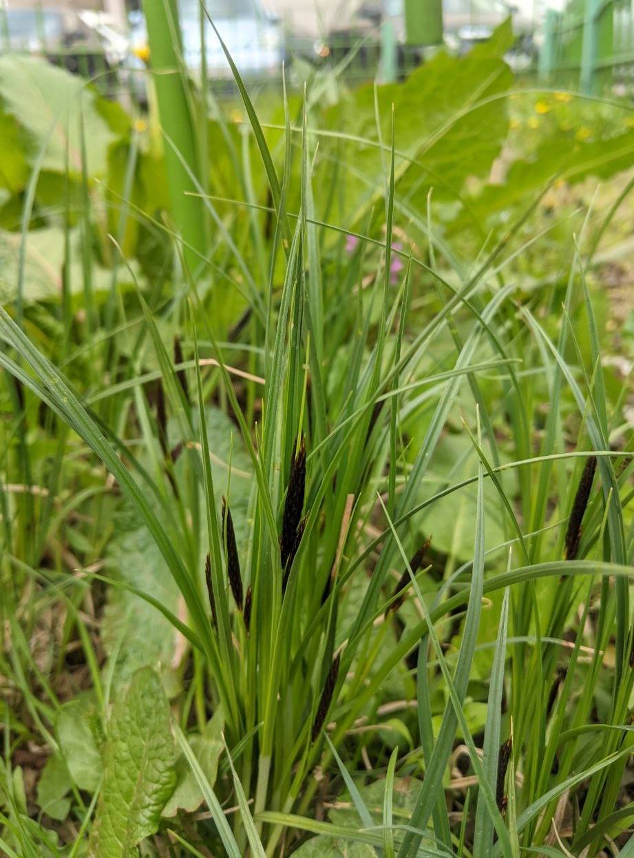 Image of Carex acutiformis specimen.