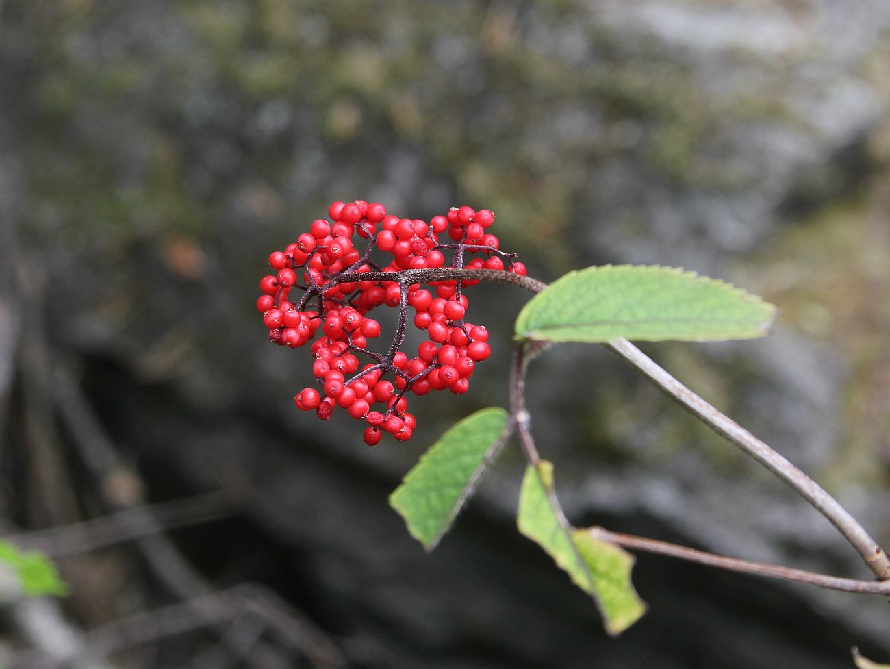 Image of Sambucus sibirica specimen.