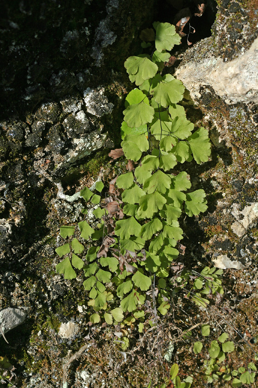 Изображение особи Adiantum capillus-veneris.