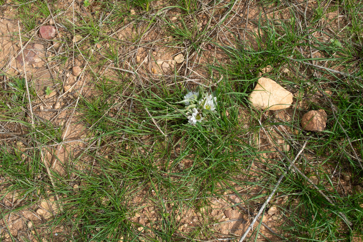 Image of Androcymbium palaestinum specimen.