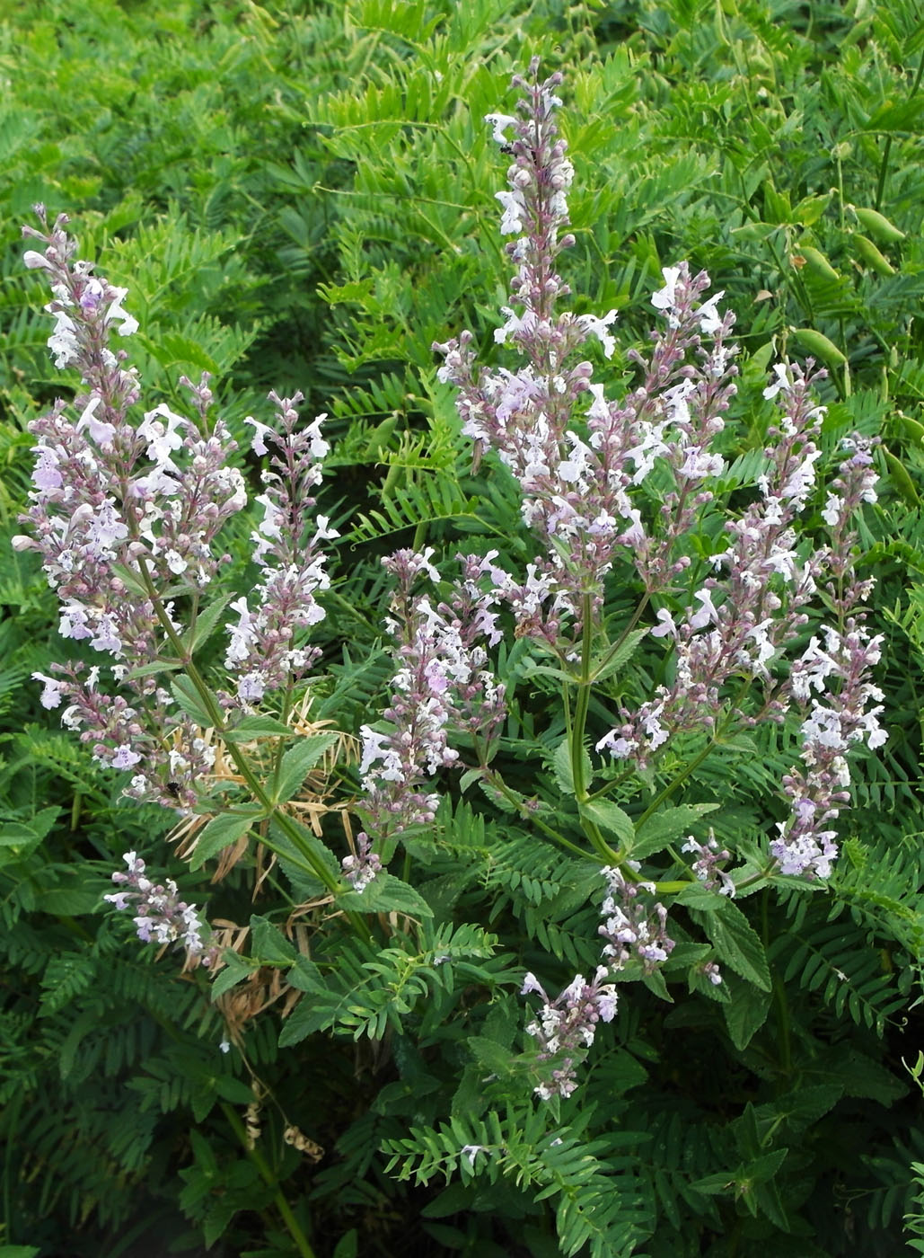 Image of Nepeta nuda specimen.