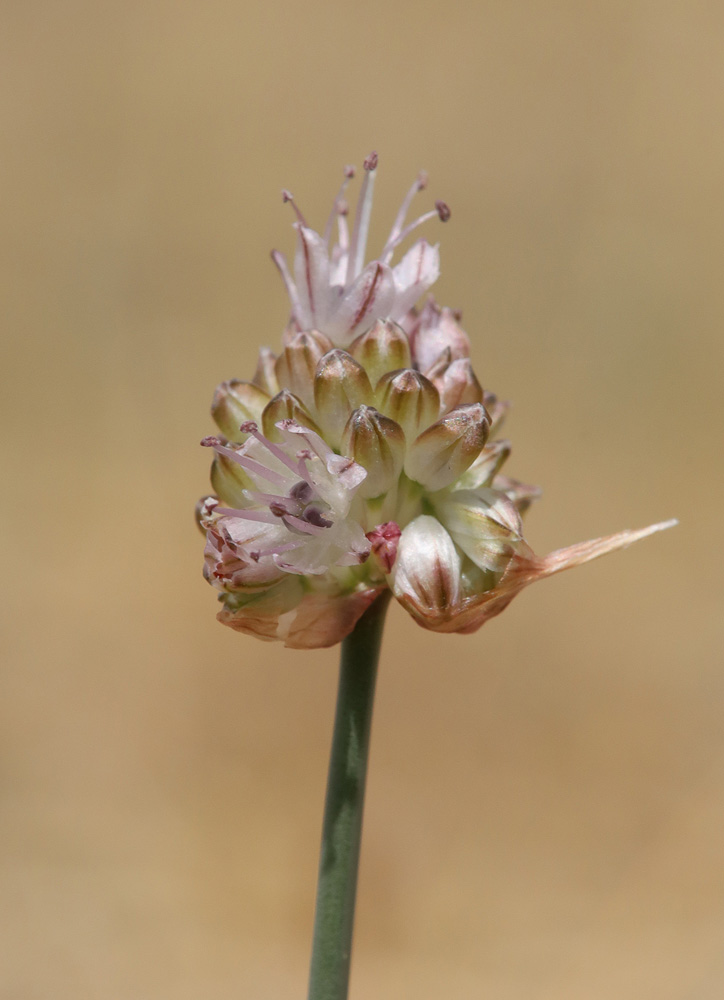 Image of Allium ubsicola specimen.