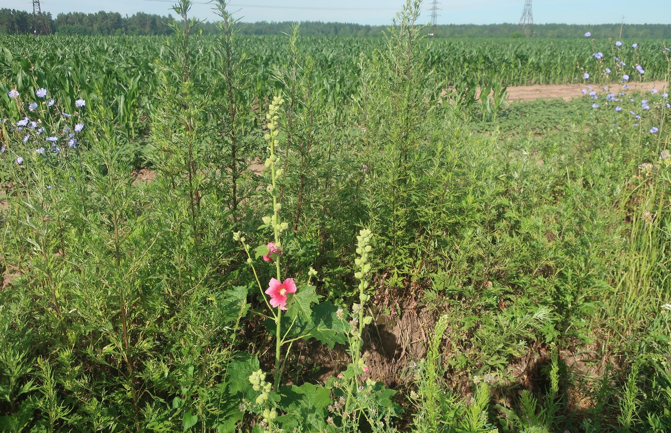 Image of Alcea rosea specimen.