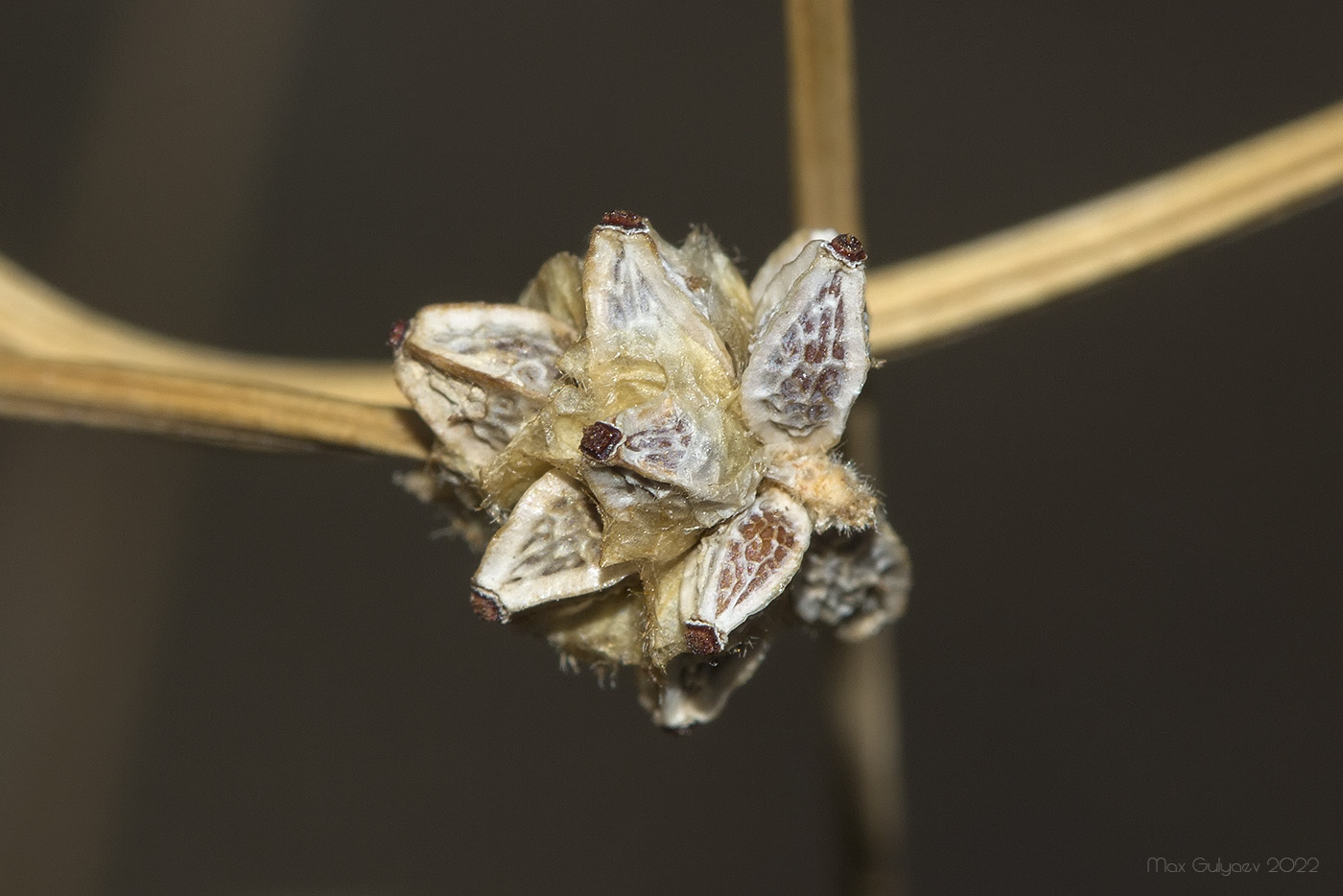 Image of Poterium polygamum specimen.