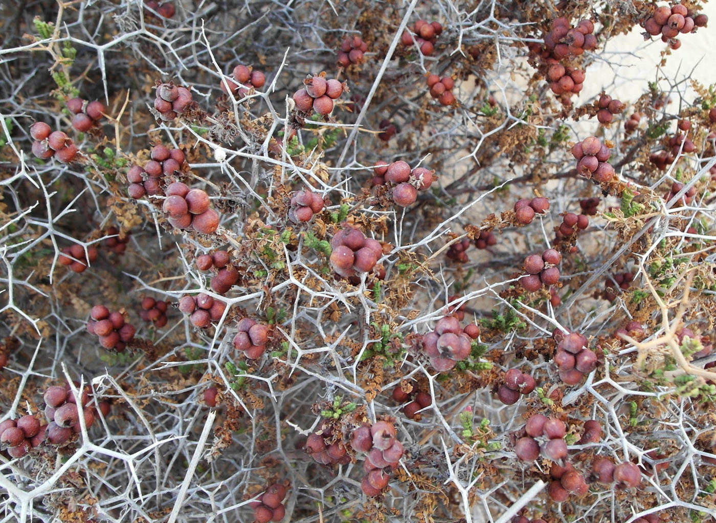 Изображение особи Sarcopoterium spinosum.