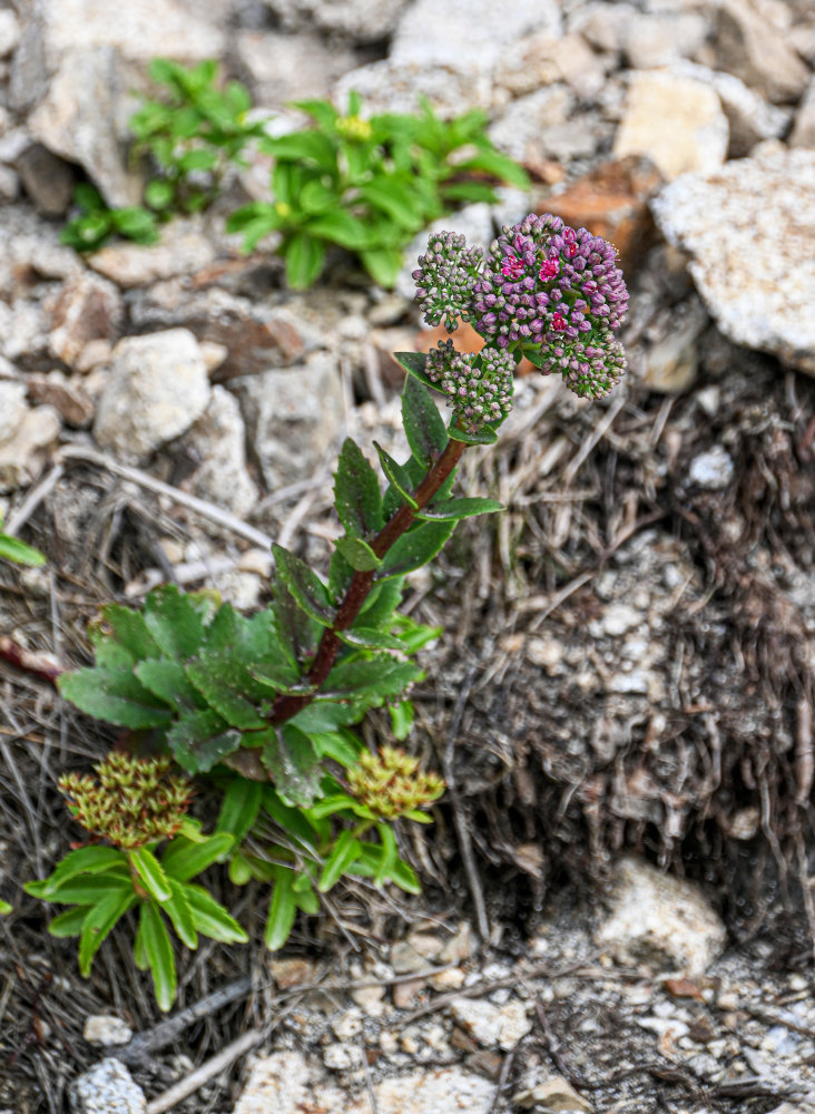 Изображение особи Hylotelephium triphyllum.