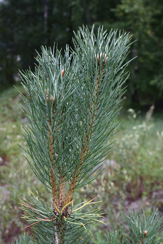 Изображение особи Pinus sylvestris.