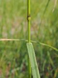 Festuca arundinacea. Фрагмент стебля с узлом и основание листовой пластинки. Ульяновская обл., Новомалыклинский р-н, окр. пос. Стар. Бесовка, долина р. Бол. Черемшан, сыроватый, местами заболоченный и зарастающий ивняком луг со следами сенокошения. 11.07.2022.