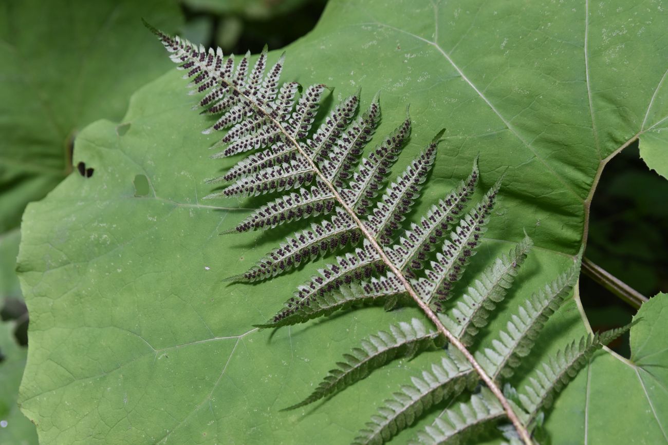 Image of Polystichum &times; luerssenii specimen.