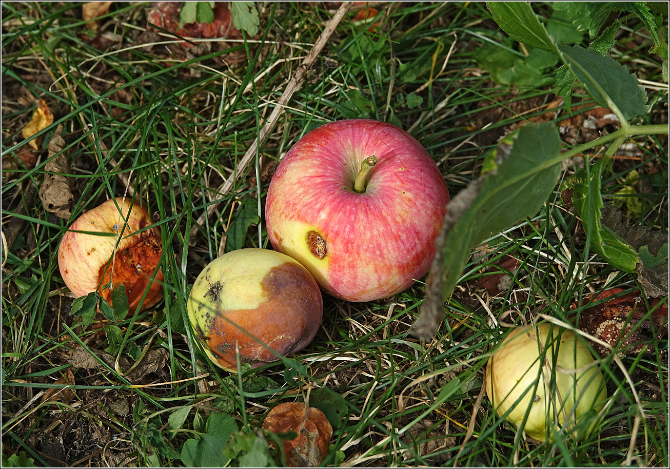 Image of Malus domestica specimen.