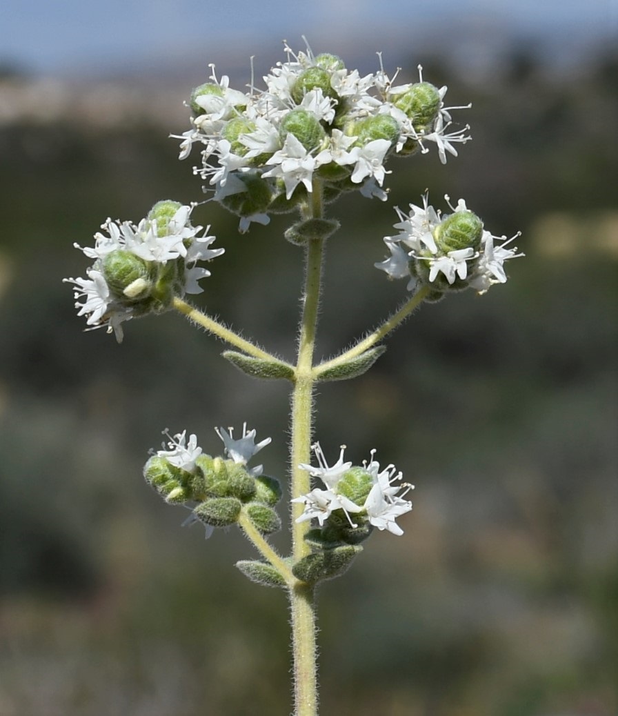 Изображение особи Origanum vulgare ssp. hirtum.