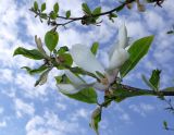 Смотреть изображение Magnolia kobus