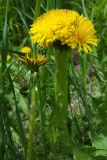 genus Taraxacum. Верхушки цветущих растений с нормальным и с фасциированным (справа) соцветиями. Хабаровский край, окр. г. Комсомольск-на-Амуре, на лесной тропинке. 04.06.2023.