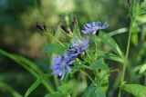 Lactuca sibirica