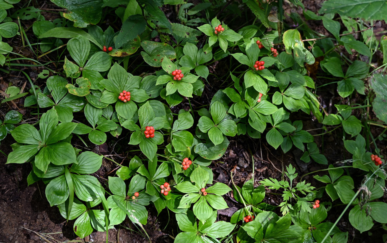 Изображение особи Chamaepericlymenum canadense.