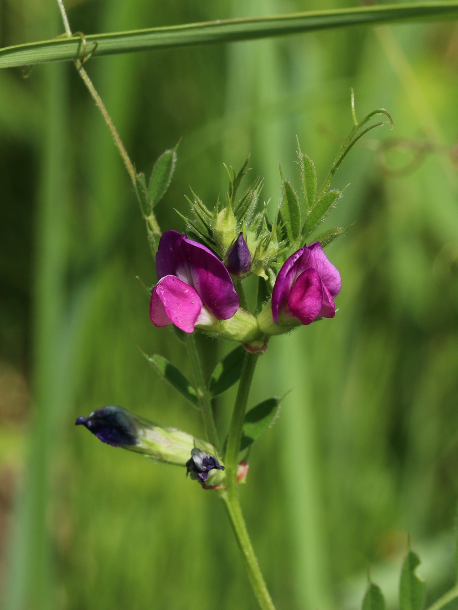 Image of Vicia angustifolia specimen.