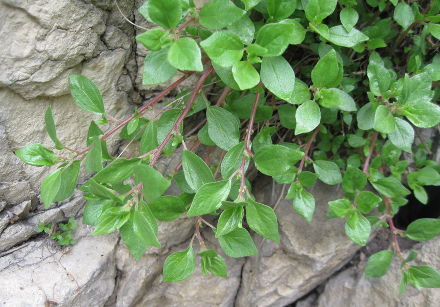 Image of Parietaria elliptica specimen.