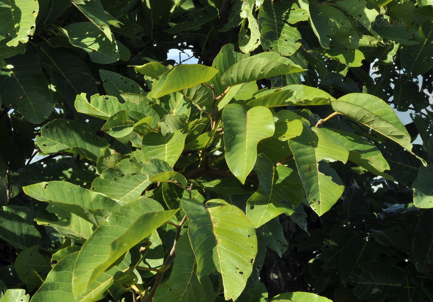 Image of genus Artocarpus specimen.