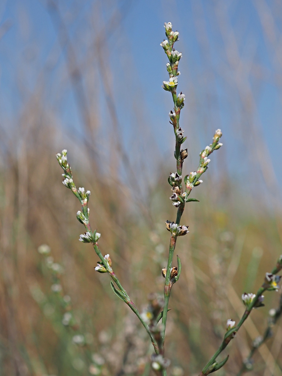 Изображение особи Polygonum patulum.