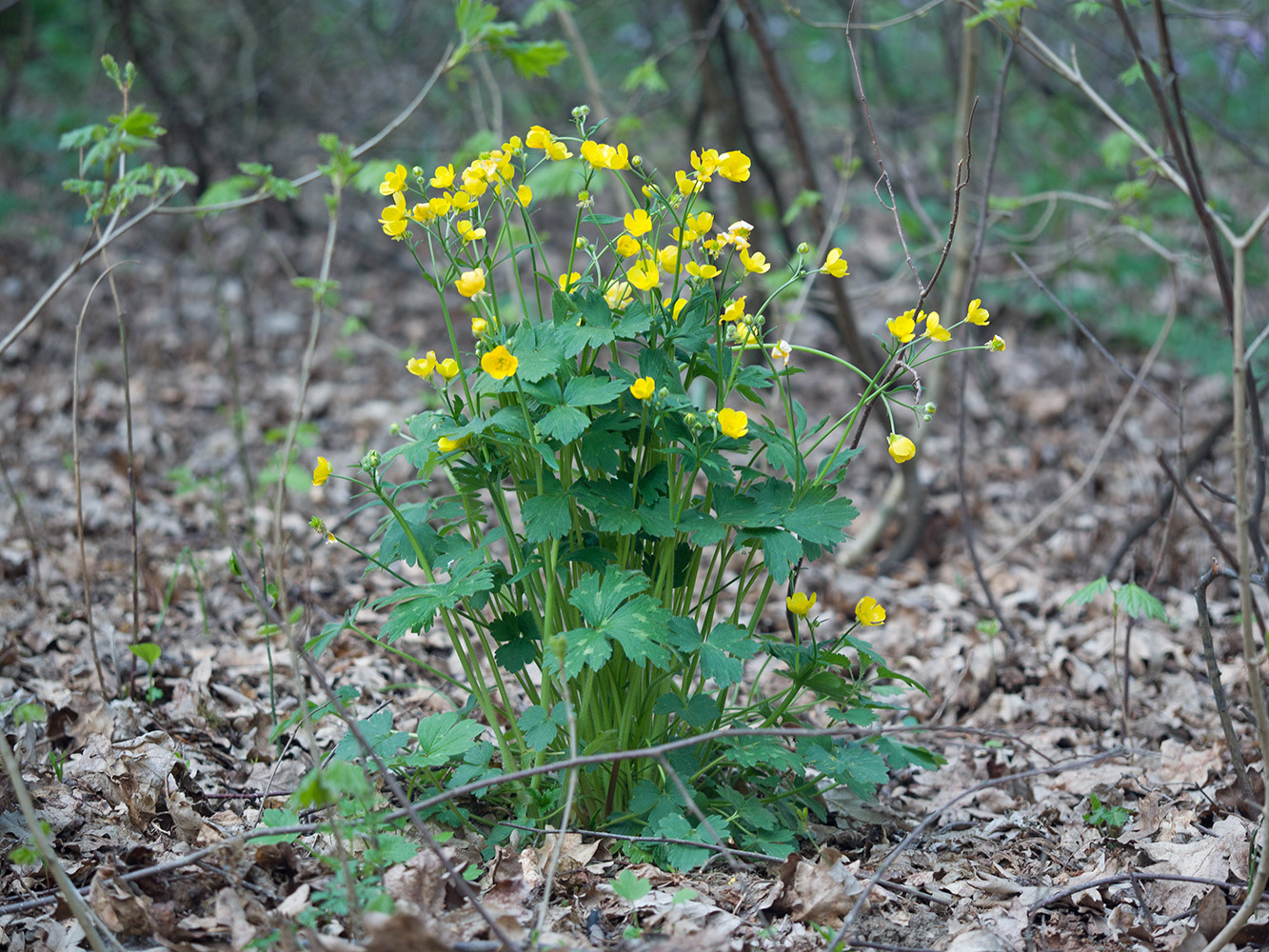 Image of Ranunculus constantinopolitanus specimen.