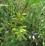 Valeriana officinalis