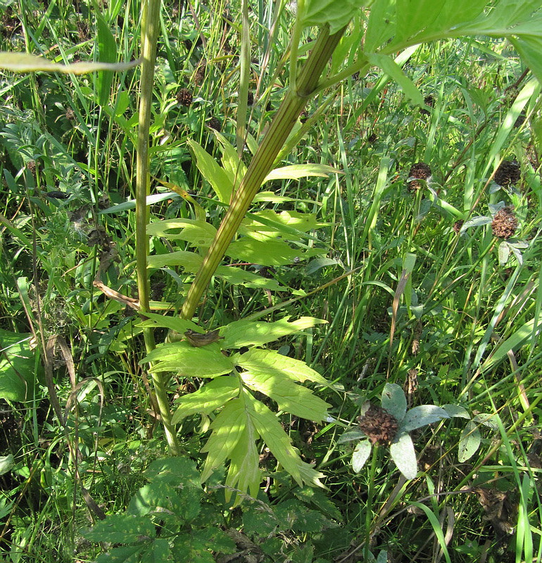 Изображение особи Valeriana officinalis.