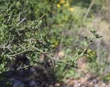 Смотреть изображение Calicotome spinosa