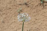 Allium subscabrum