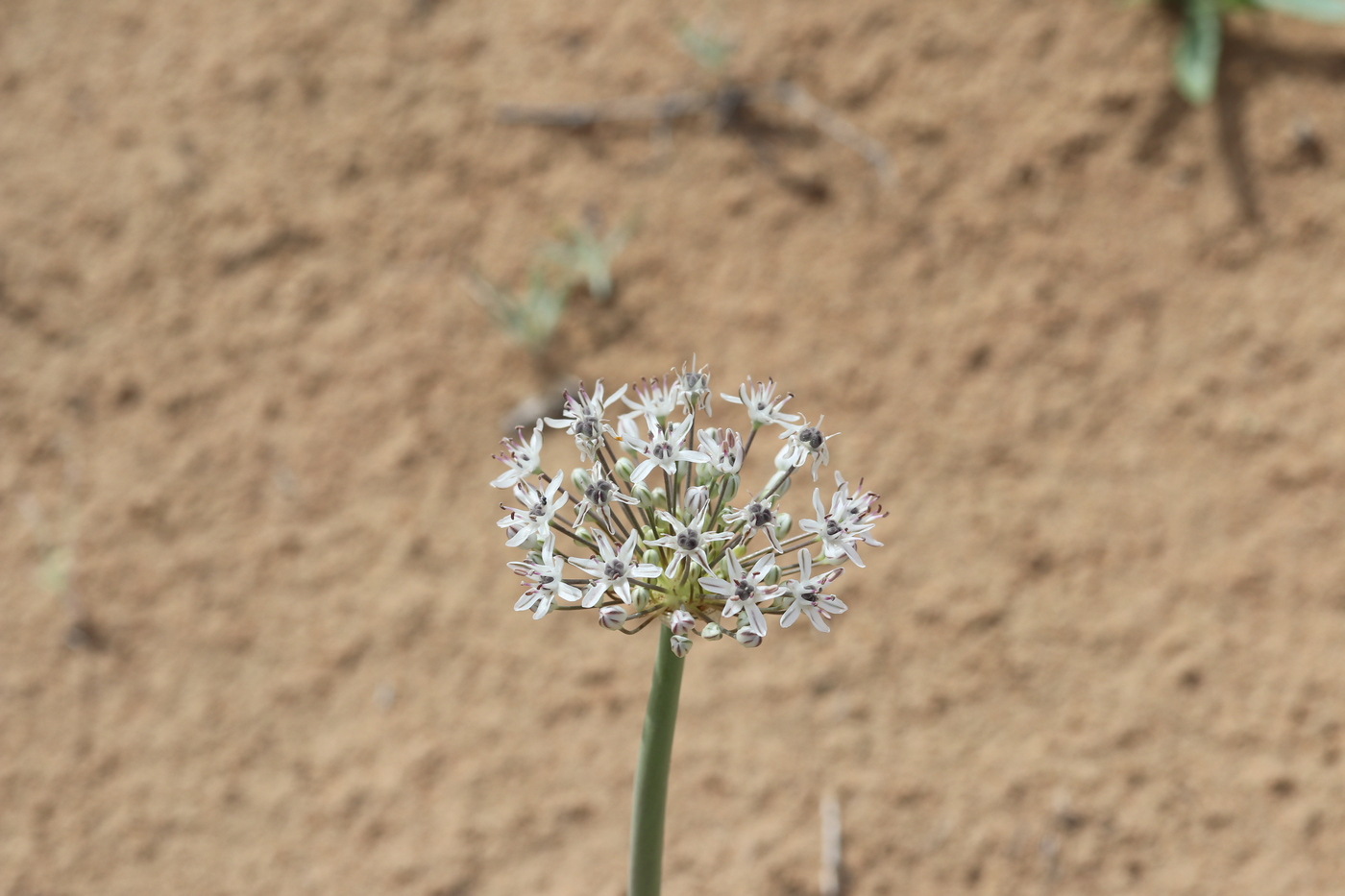 Изображение особи Allium subscabrum.