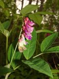 Vicia ramuliflora. Соцветие. Хабаровский край, окр. г. Комсомольск-на-Амуре, широколиственный лес. 09.06.2024.