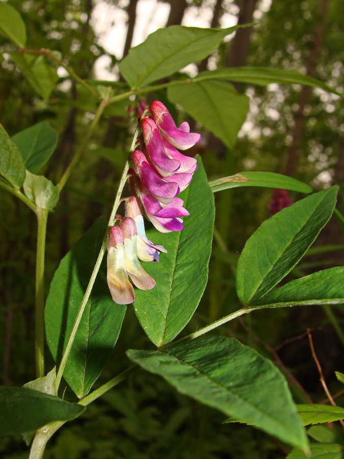 Image of Vicia ramuliflora specimen.