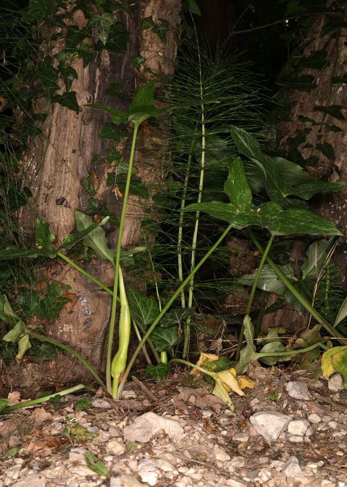 Изображение особи Arum italicum ssp. albispathum.