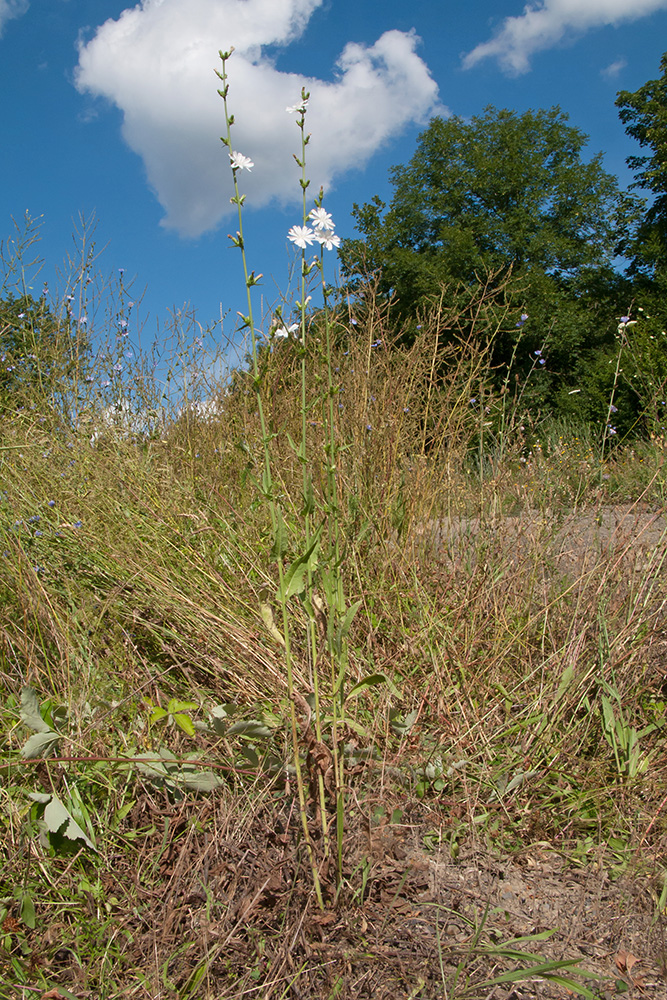 Image of Cichorium intybus specimen.