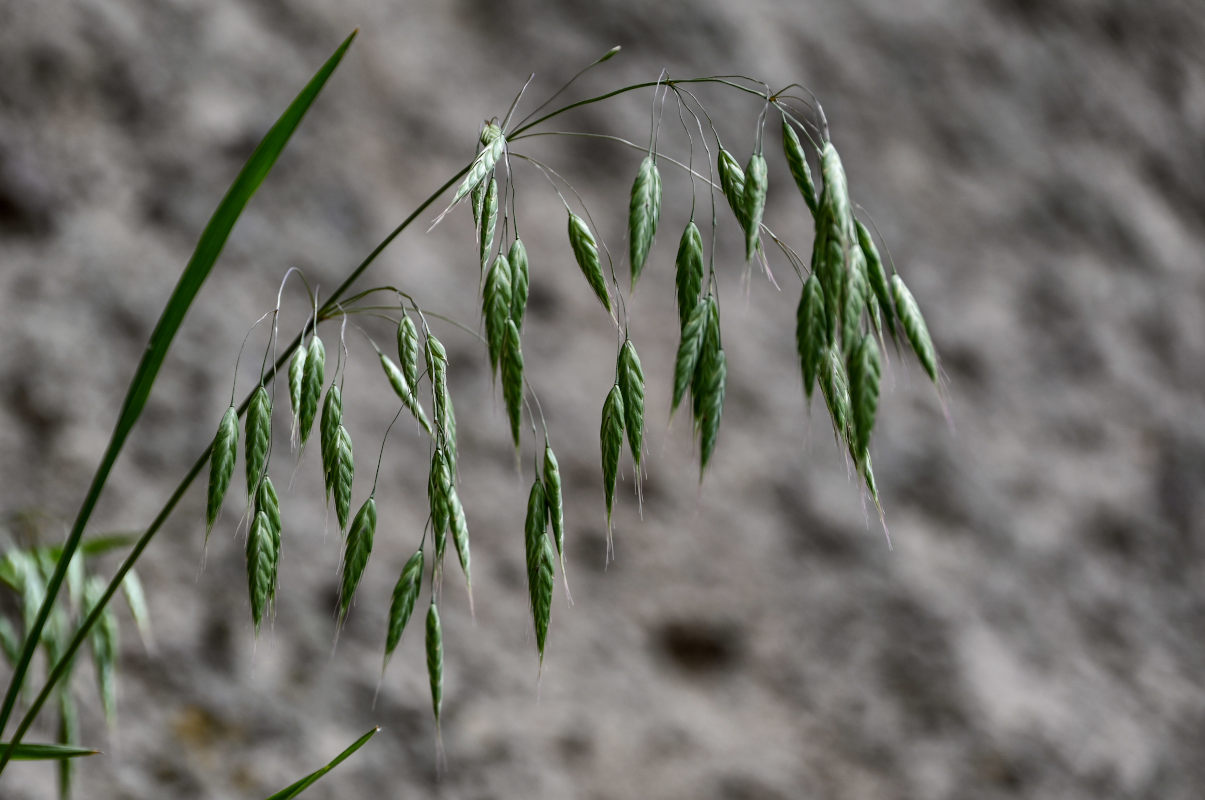 Изображение особи Bromus arvensis.