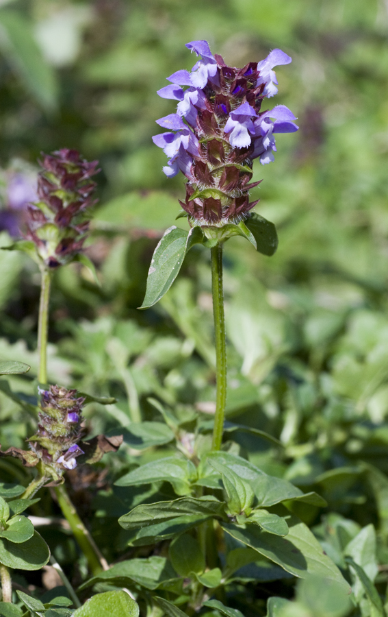 Image of Prunella vulgaris specimen.