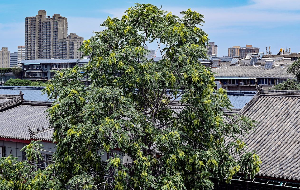 Изображение особи Ailanthus altissima.