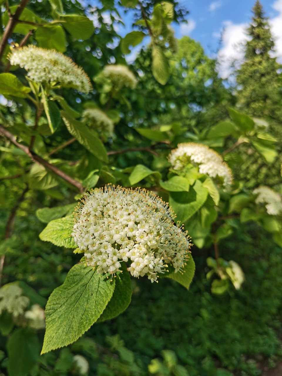 Image of Viburnum lantana specimen.