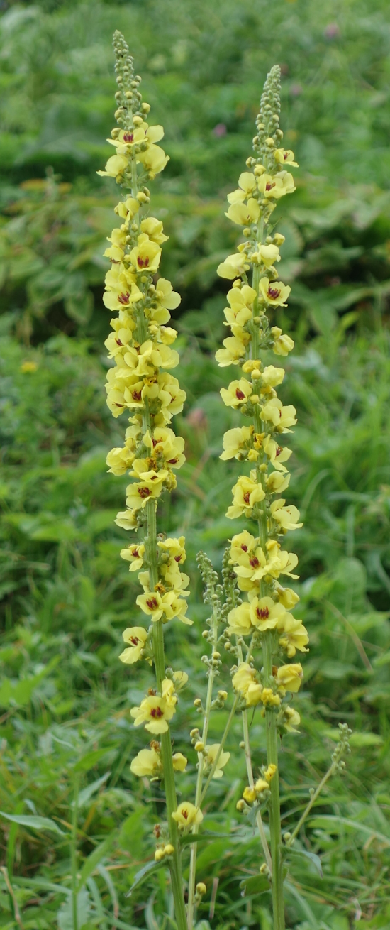 Изображение особи Verbascum nigrum.